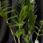 Комнатный цветок &laquo;Замиакулькас&raquo;