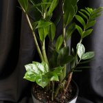 Комнатный цветок &laquo;Замиакулькас&raquo;