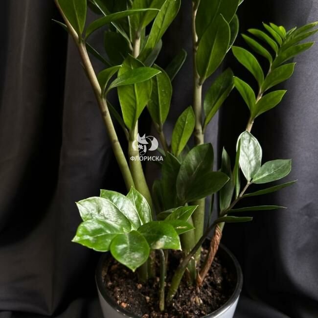 Комнатный цветок &laquo;Замиакулькас&raquo;