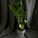 Комнатный цветок &laquo;Замиакулькас&raquo;