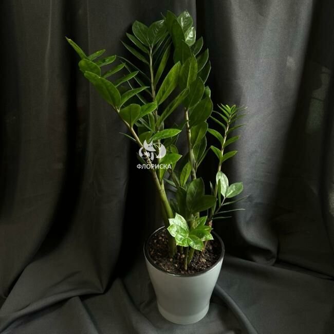 Комнатный цветок &laquo;Замиакулькас&raquo;