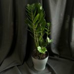Комнатный цветок &laquo;Замиакулькас&raquo;