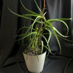 Комнатное растение &laquo;Алое&raquo;