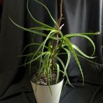 Комнатное растение &laquo;Алое&raquo;