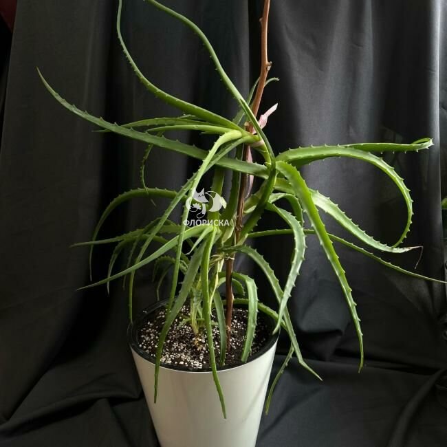 Комнатное растение &laquo;Алое&raquo;