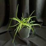 Комнатный цветок &laquo;Алое&raquo;