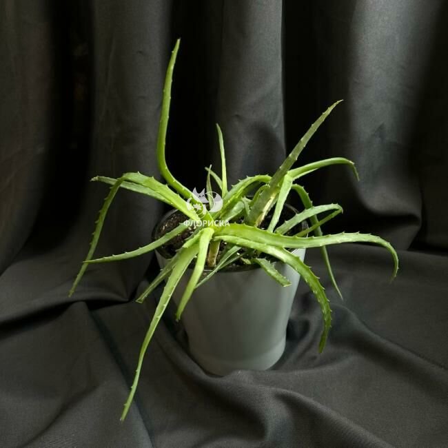 Комнатный цветок &laquo;Алое&raquo;