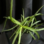 Комнатный цветок &laquo;Алое&raquo;