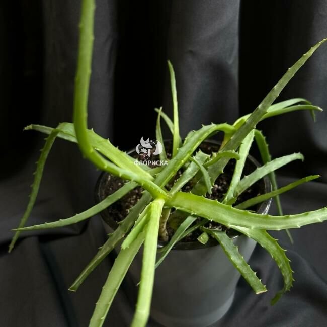 Комнатный цветок &laquo;Алое&raquo;