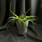 Комнатный цветок &laquo;Алое&raquo;