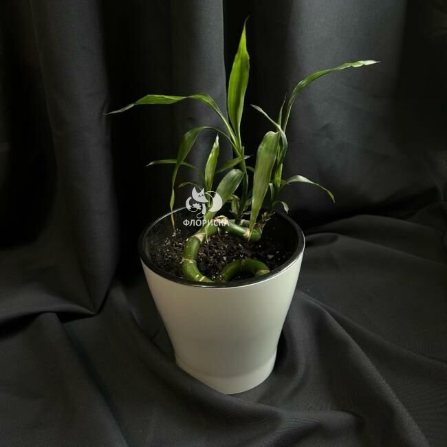 Комнатный цветок &laquo;Бамбук&raquo;