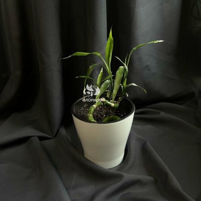Комнатный цветок &laquo;Бамбук&raquo;