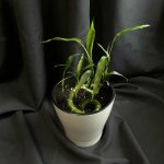 Комнатный цветок &laquo;Бамбук&raquo;