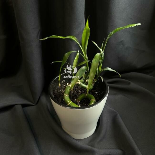 Комнатный цветок &laquo;Бамбук&raquo;