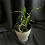 Комнатный цветок &laquo;Бамбук&raquo;
