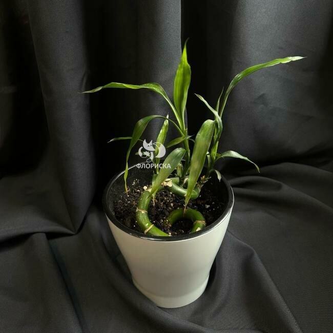 Комнатный цветок &laquo;Бамбук&raquo;