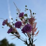 Букет из гвоздик &laquo;Ключик&raquo;