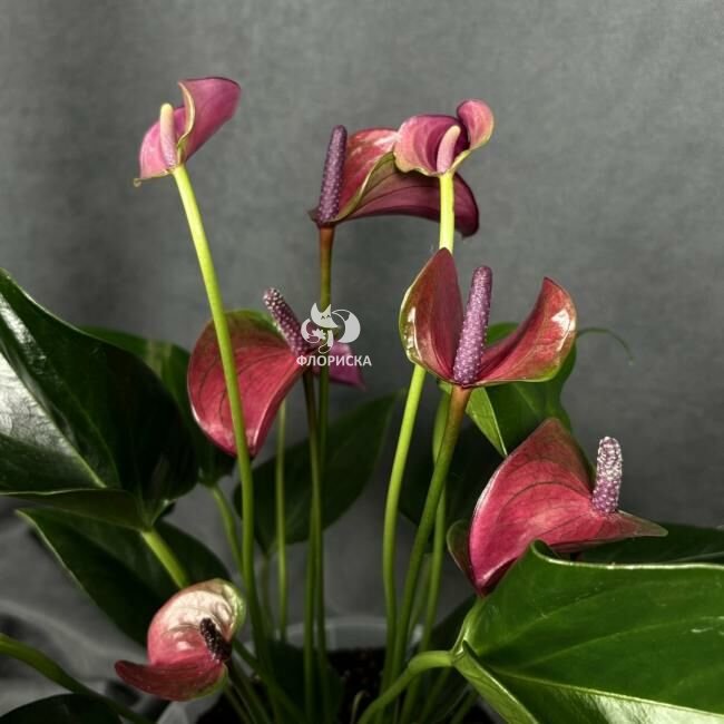 Комнатный цветок &laquo;Антуриум Розовый&raquo;