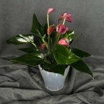 Комнатный цветок &laquo;Антуриум Розовый&raquo;