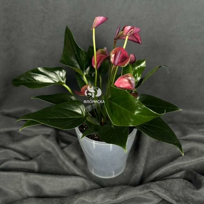 Комнатный цветок &laquo;Антуриум Розовый&raquo;