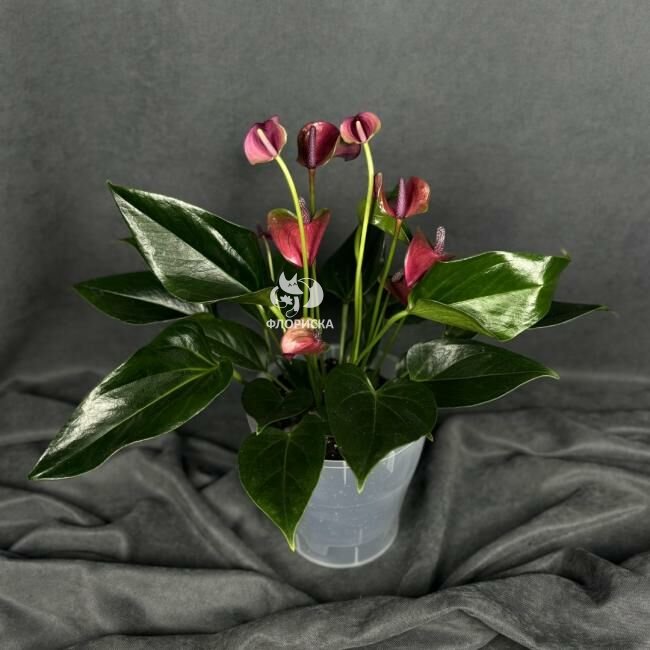 Комнатный цветок &laquo;Антуриум Розовый&raquo;