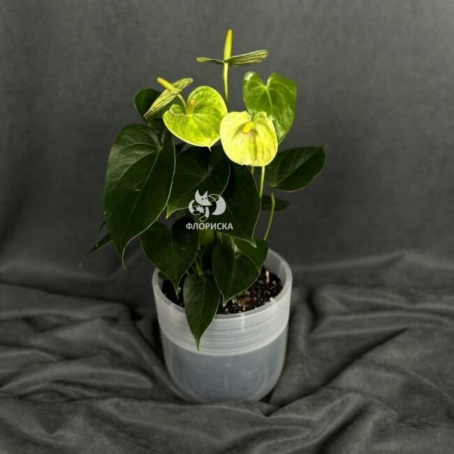 Комнатный цветок &laquo;Антуриум Бело - зеленый&raquo;