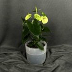 Комнатный цветок &laquo;Антуриум Бело - зеленый&raquo;