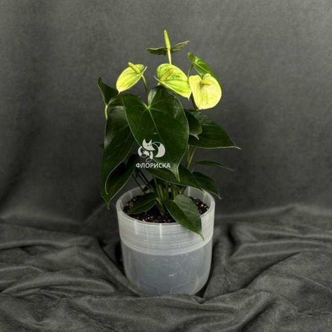 Комнатный цветок &laquo;Антуриум Бело - зеленый&raquo;