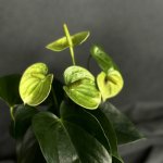 Комнатный цветок &laquo;Антуриум Бело - зеленый&raquo;