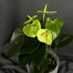 Комнатный цветок &laquo;Антуриум Бело - зеленый&raquo;