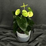 Комнатный цветок &laquo;Антуриум Бело - зеленый&raquo;