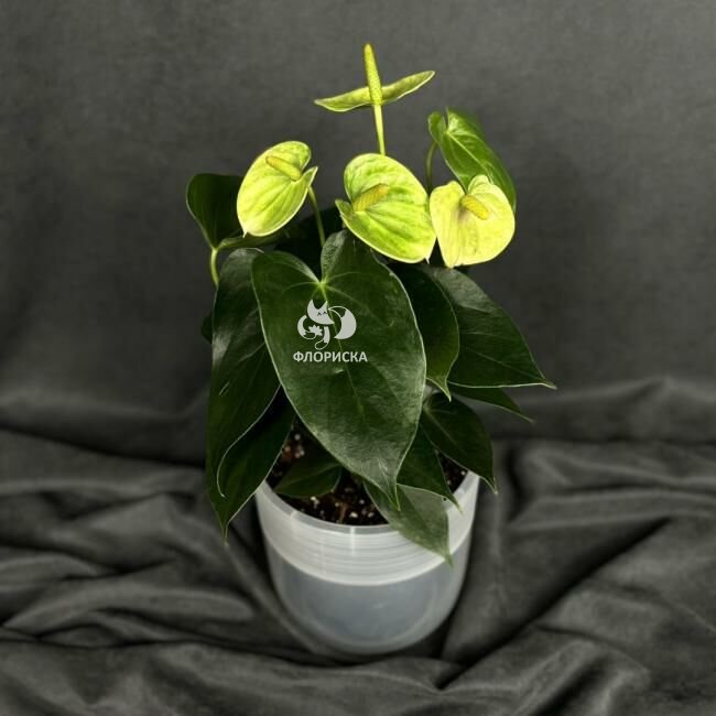Комнатный цветок &laquo;Антуриум Бело - зеленый&raquo;