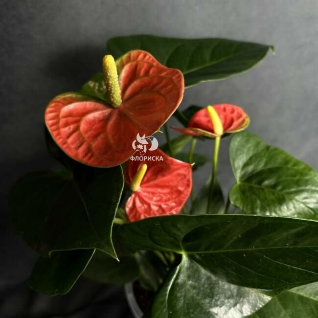Комнатный цветок &laquo;Антуриум Коралловый&raquo;