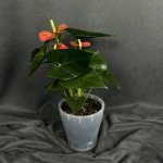Комнатный цветок &laquo;Антуриум Коралловый&raquo;