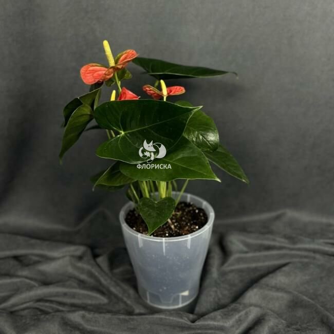 Комнатный цветок &laquo;Антуриум Коралловый&raquo;