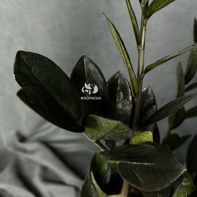 Комнатный цветок &laquo;Замиокулькас Равен&raquo;