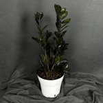 Комнатный цветок &laquo;Замиокулькас Равен&raquo;