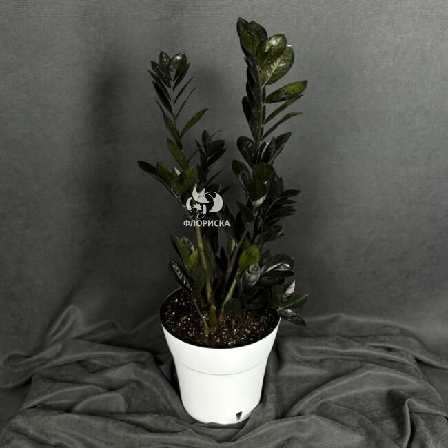 Комнатный цветок &laquo;Замиокулькас Равен&raquo;