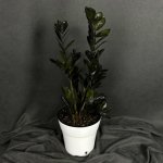 Комнатный цветок &laquo;Замиокулькас Равен&raquo;