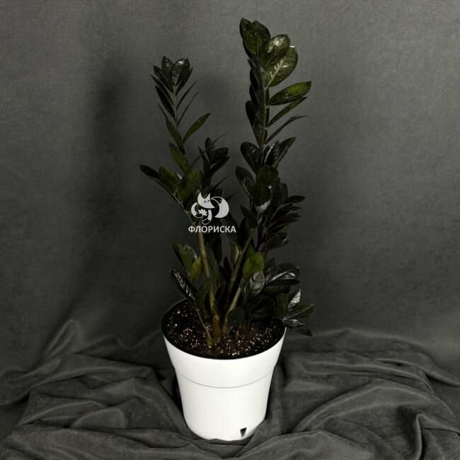 Комнатный цветок &laquo;Замиокулькас Равен&raquo;