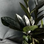 Комнатный цветок &laquo;Замиокулькас Равен&raquo;