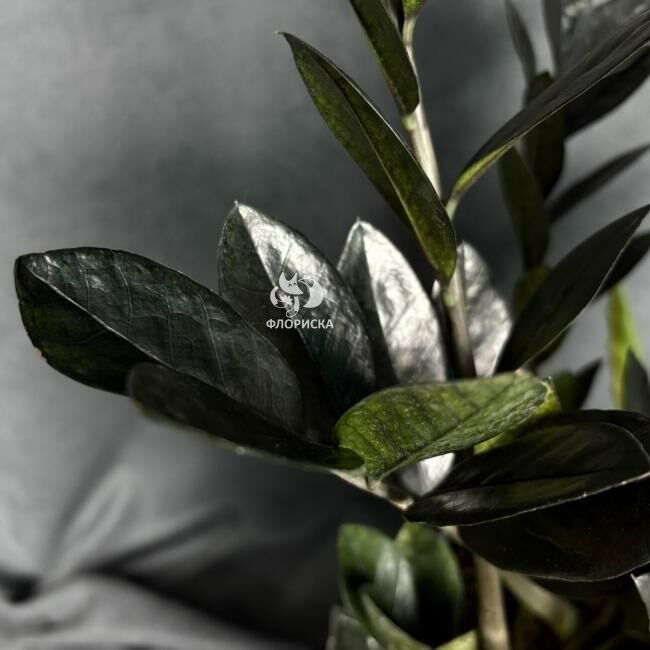 Комнатный цветок &laquo;Замиокулькас Равен&raquo;