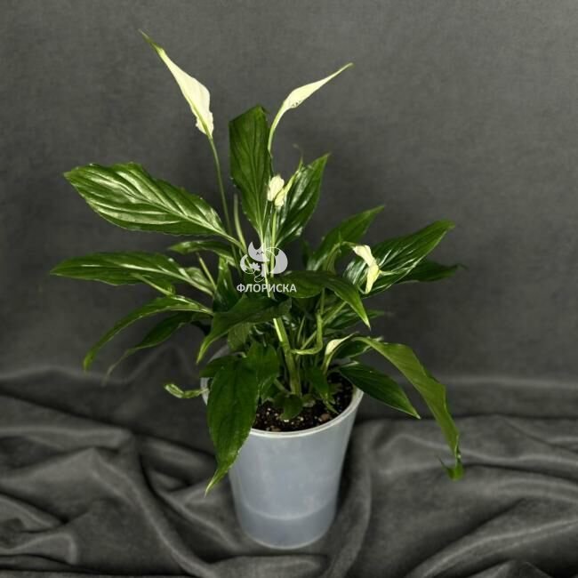 Комнатный цветок &laquo;Спатифиллум Шопен&raquo;