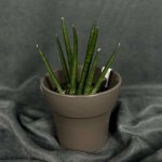 Комнатный цветок &laquo;Сансевиерия цилиндрическая&raquo;