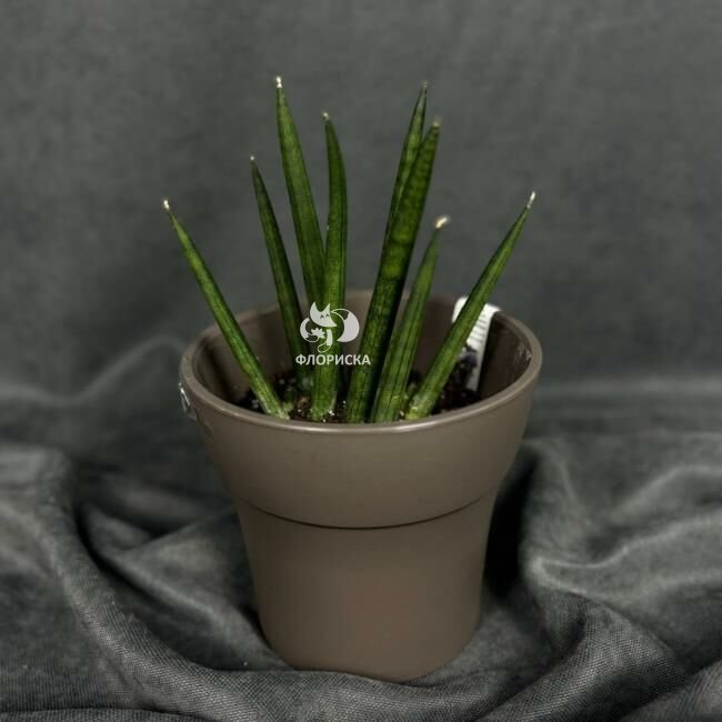 Комнатный цветок &laquo;Сансевиерия цилиндрическая&raquo;