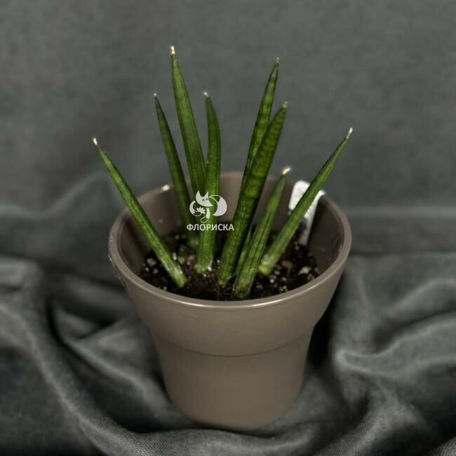 Комнатный цветок &laquo;Сансевиерия цилиндрическая&raquo;
