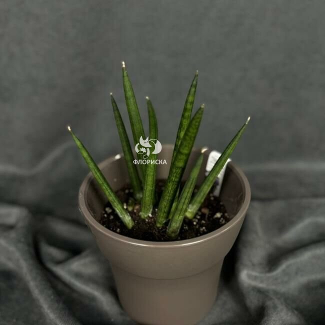 Комнатный цветок &laquo;Сансевиерия цилиндрическая&raquo;