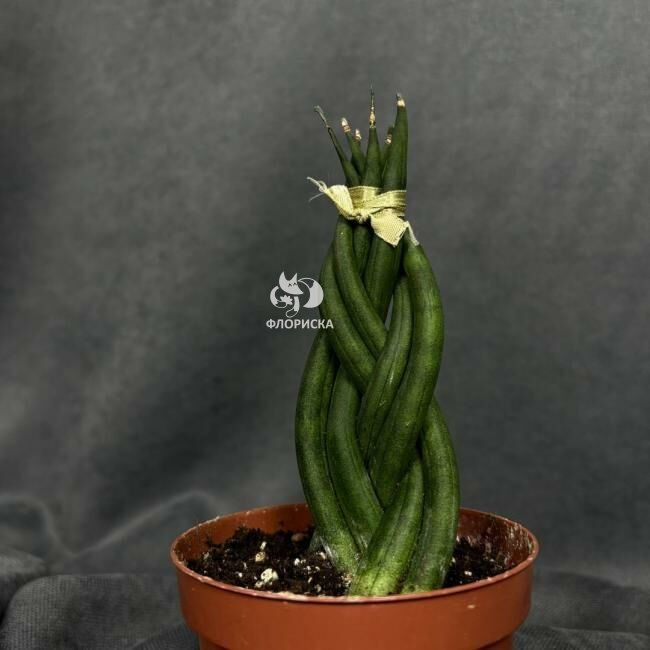 Комнатное растение &laquo;Сансевиерия цилиндрическая&raquo;