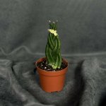 Комнатное растение &laquo;Сансевиерия цилиндрическая&raquo;