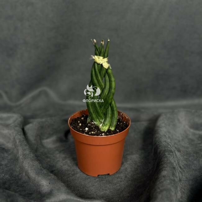 Комнатное растение &laquo;Сансевиерия цилиндрическая&raquo;